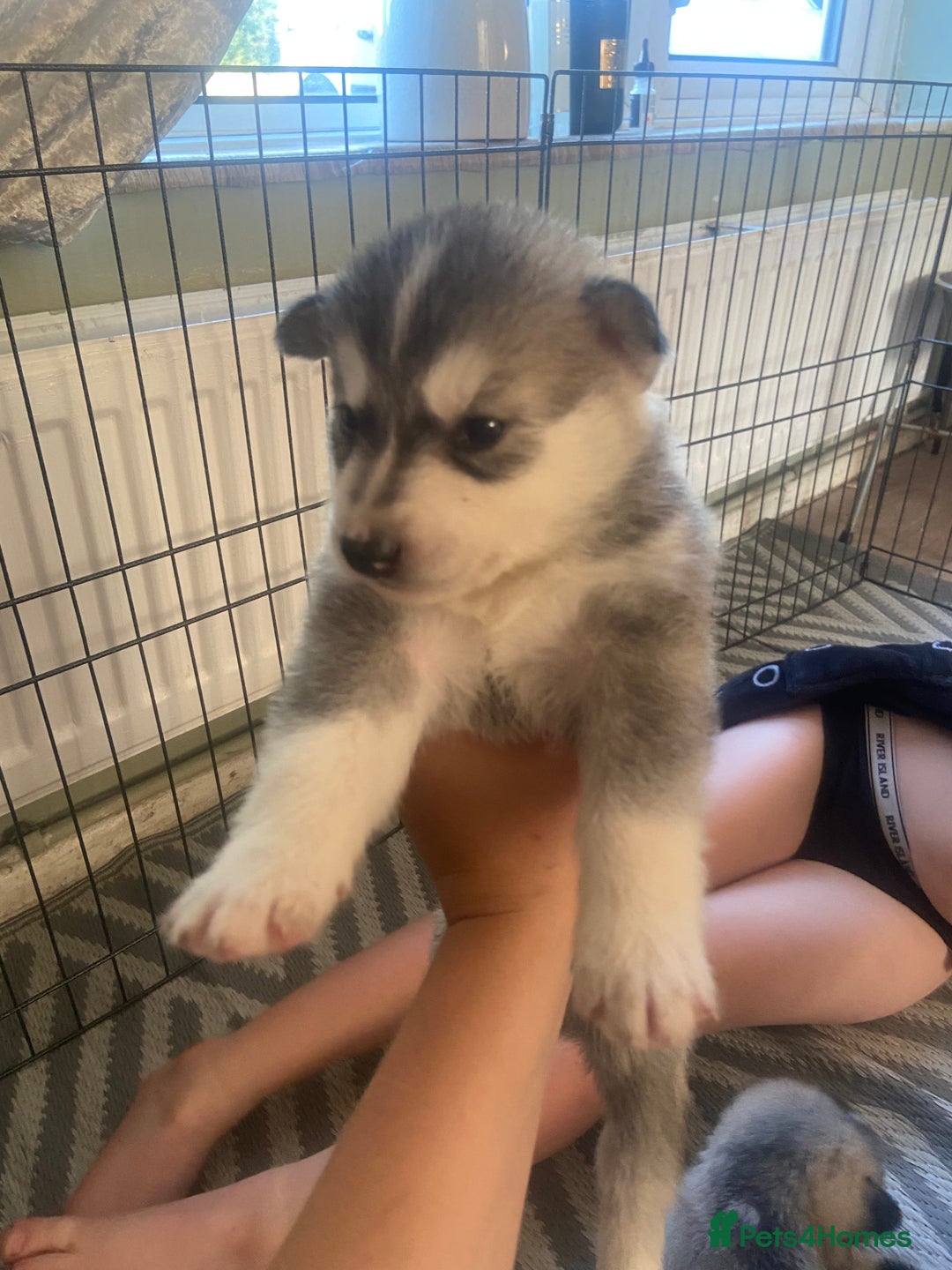 Alaskan Malamute dogs for sale: Alaskan malamute puppy’s  in Newark - Image 15