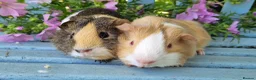 Guinea Pig rodents for sale: Bonded pair of boars - Advert 1