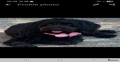 Cockapoo dogs F2 Cockapoo's - Advert 4