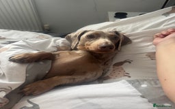 Miniature Dachshund dogs for sale: Isobel Dapple miniature daschund  - Image 3
