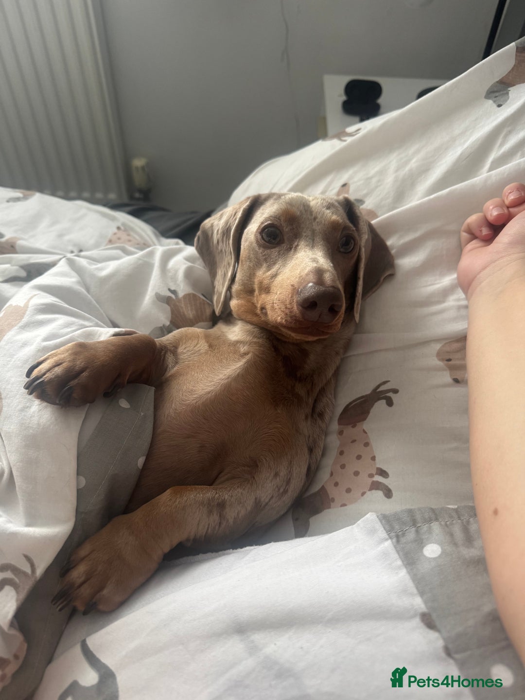 Miniature Dachshund dogs for sale: Isobel Dapple miniature daschund  - Image 3