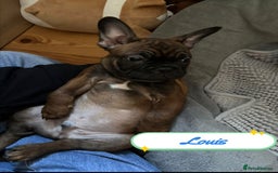 French Bulldog dogs for sale: 🌟 Beautiful French Bulldog Puppies  - Advert 11