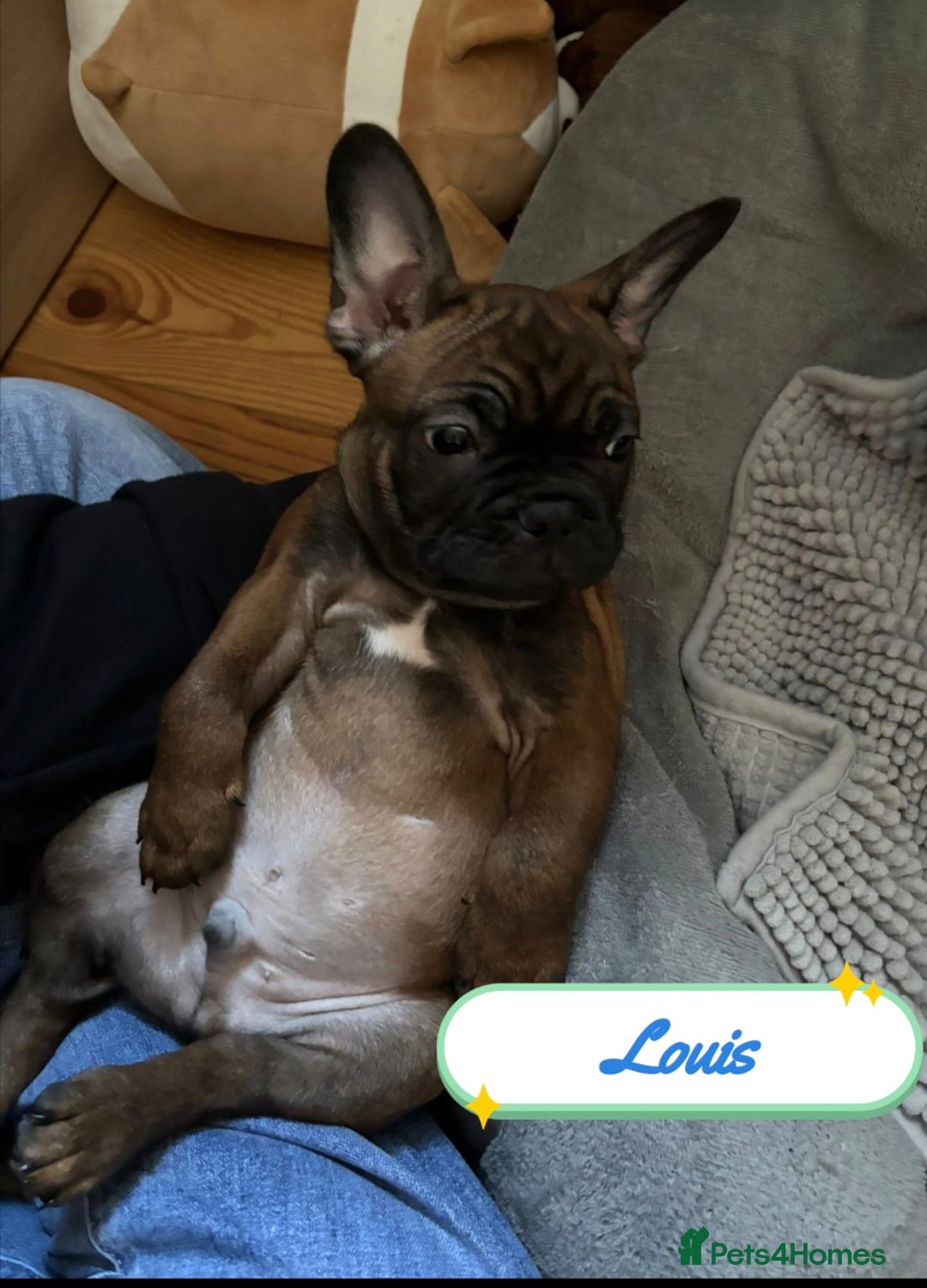 French Bulldog dogs for sale: 🌟 Beautiful French Bulldog Puppies  - Advert 11