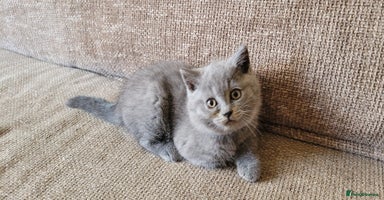 British Shorthair cats - Advert 13