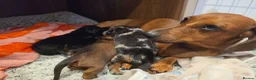 Miniature Dachshund dogs for sale: MINIATURE DACHSHUNDS TO FIND THEIR FOREVER HOME 🏡 - Advert 18