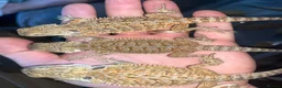 Bearded Dragon reptiles for sale: Bearded dragons  - Advert 3