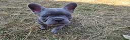 French Bulldog dogs for sale: French Bulldog Puppies, 1 Boy💙 and 2 Girls🩷🩷 - Advert 10