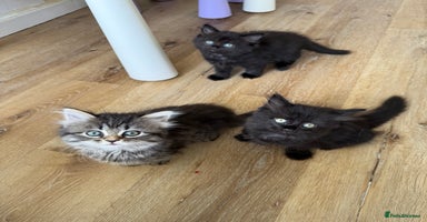 Persian cats - Advert 2