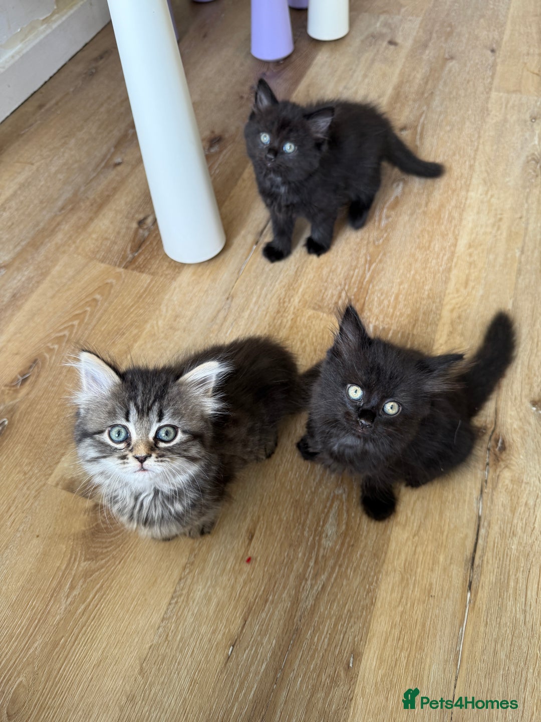 Persian cats for sale: Persian / British shorthair mix 🩷8 weeks old 🩷 - Image 16