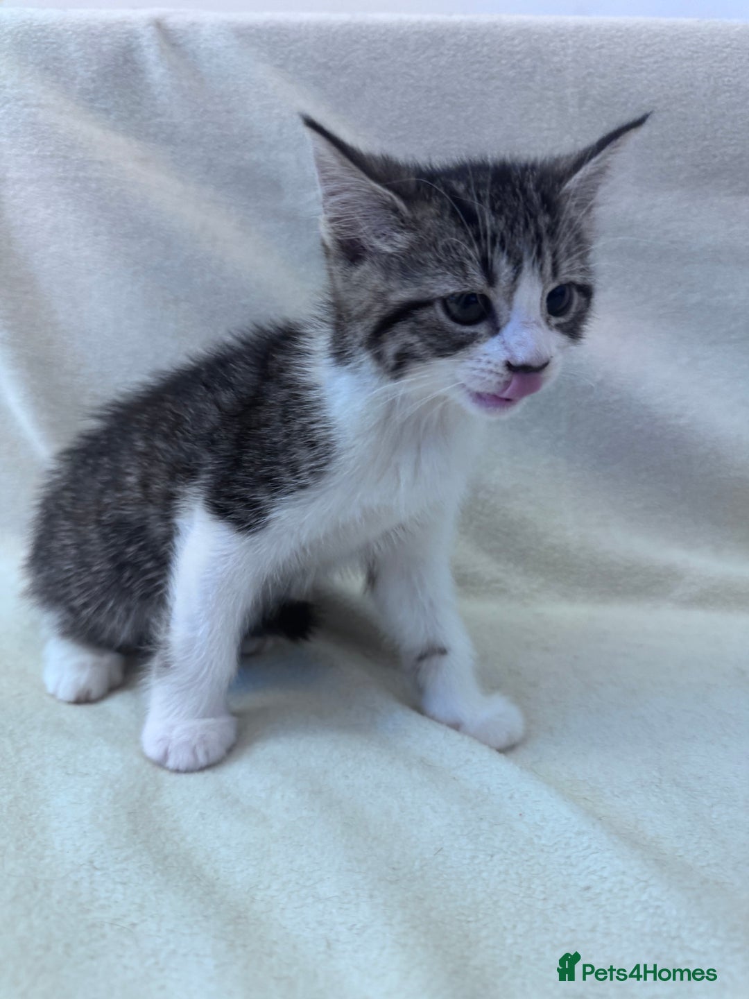 Mixed Breed cats for sale: Cute kittens looking for nice home  - Image 16
