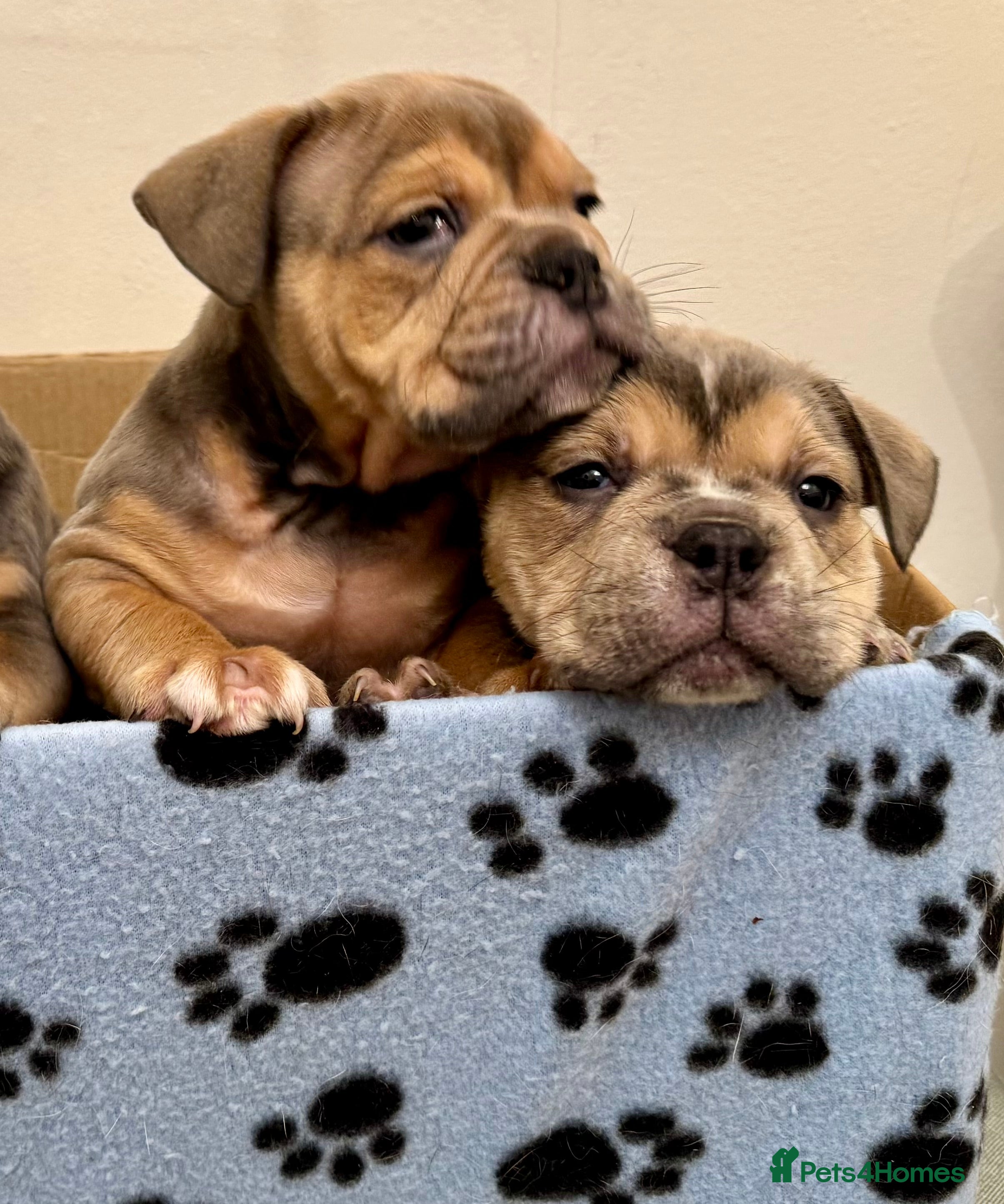 Olde English Bulldogge dogs Stunning Olde English Bulldog puppies - Advert 1