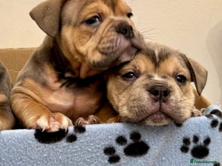 Olde English Bulldogge dogs Stunning Olde English Bulldog puppies - Advert 2