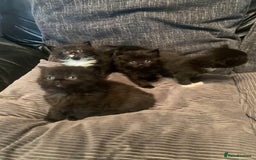 Mixed Breed cats for sale: Beautiful bundle of kittens ready for new homes  - Image 4