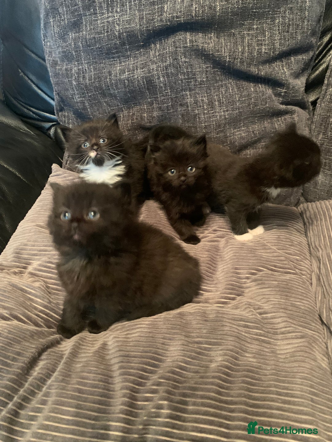 Mixed Breed cats for sale: Beautiful bundle of kittens ready for new homes  - Image 4