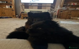 Chow Chow dogs for sale: 2 male chow chow puppies - Image 9