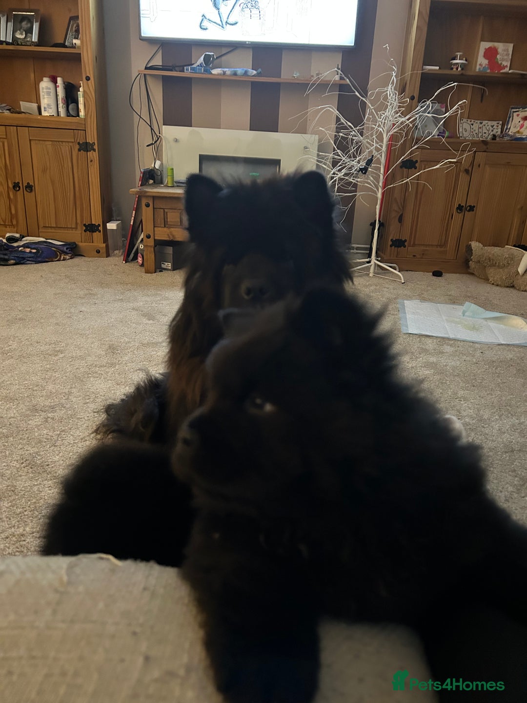 Chow Chow dogs for sale: 2 male chow chow puppies - Image 9