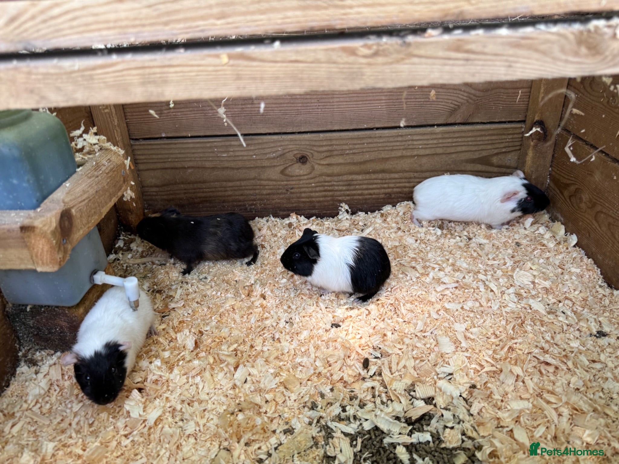 Guinea Pig rodents Baby female guinea pigs - Advert 1