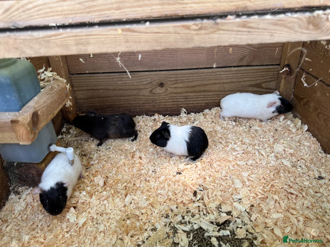 Guinea Pig rodents for sale: Baby female guinea pigs - Advert 1
