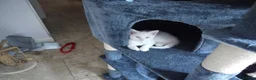 Mixed Breed cats for sale: BEAUTIFUL KITTENS FOR SALE in Romford - Advert 9