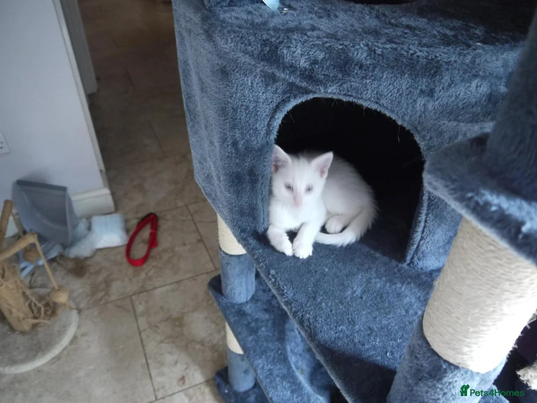 Mixed Breed cats for sale: BEAUTIFUL KITTENS FOR SALE in Romford - Advert 9