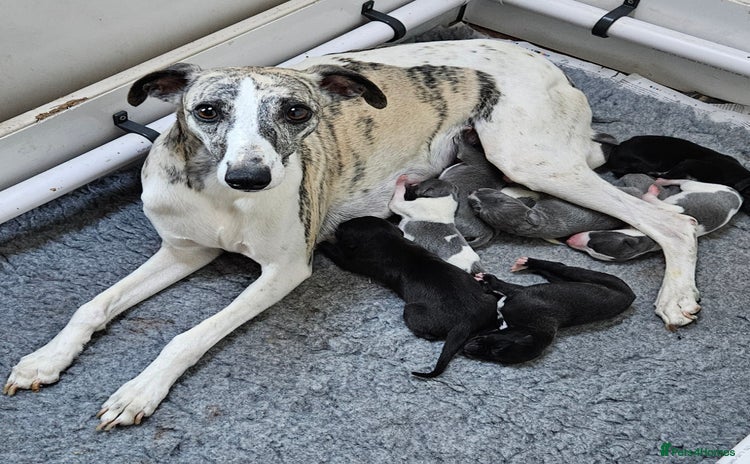 Whippet dogs - Advert 1