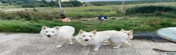 German Shepherd dogs for stud: BISMARCK - Beautiful dog available for stud. - Advert 5