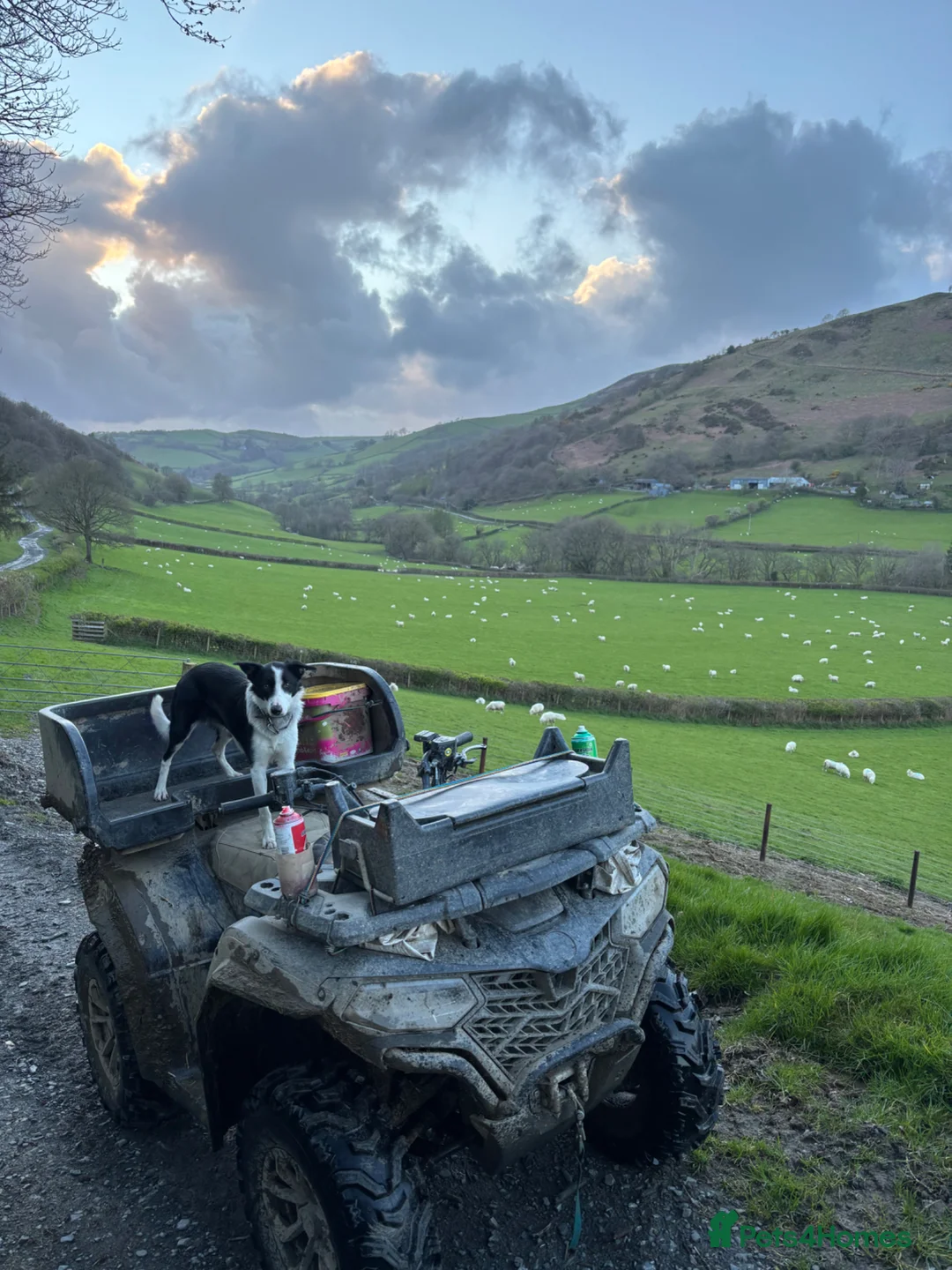 Border Collie dogs for sale: 12 Month old Border collie female in Caersws - Advert 1