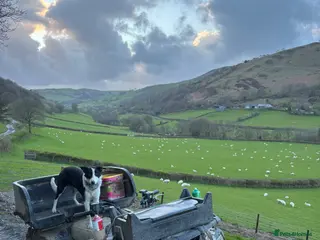 Border Collie dogs 12 Month old Border collie female - Advert 6