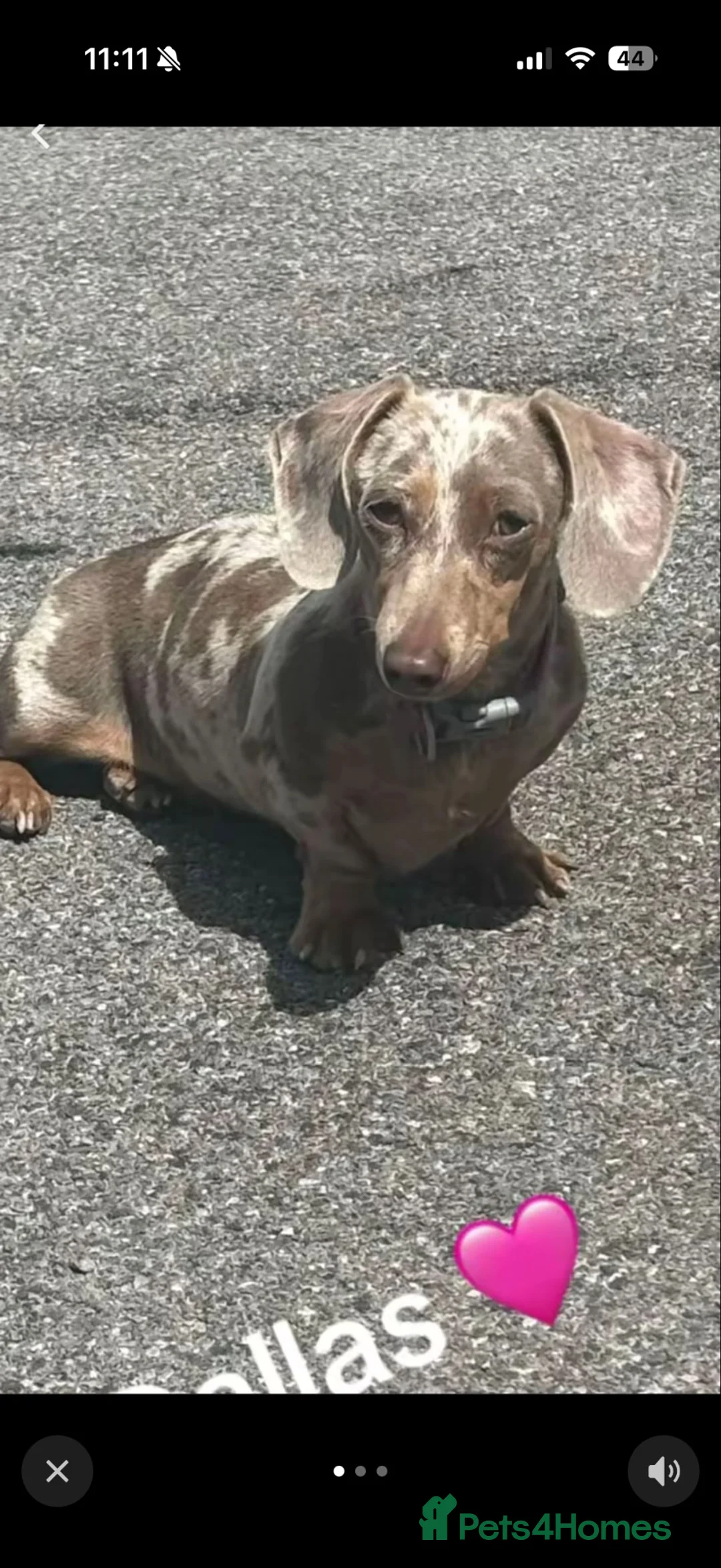 Miniature Dachshund dogs for sale: Miniature dachunds  - Advert 17