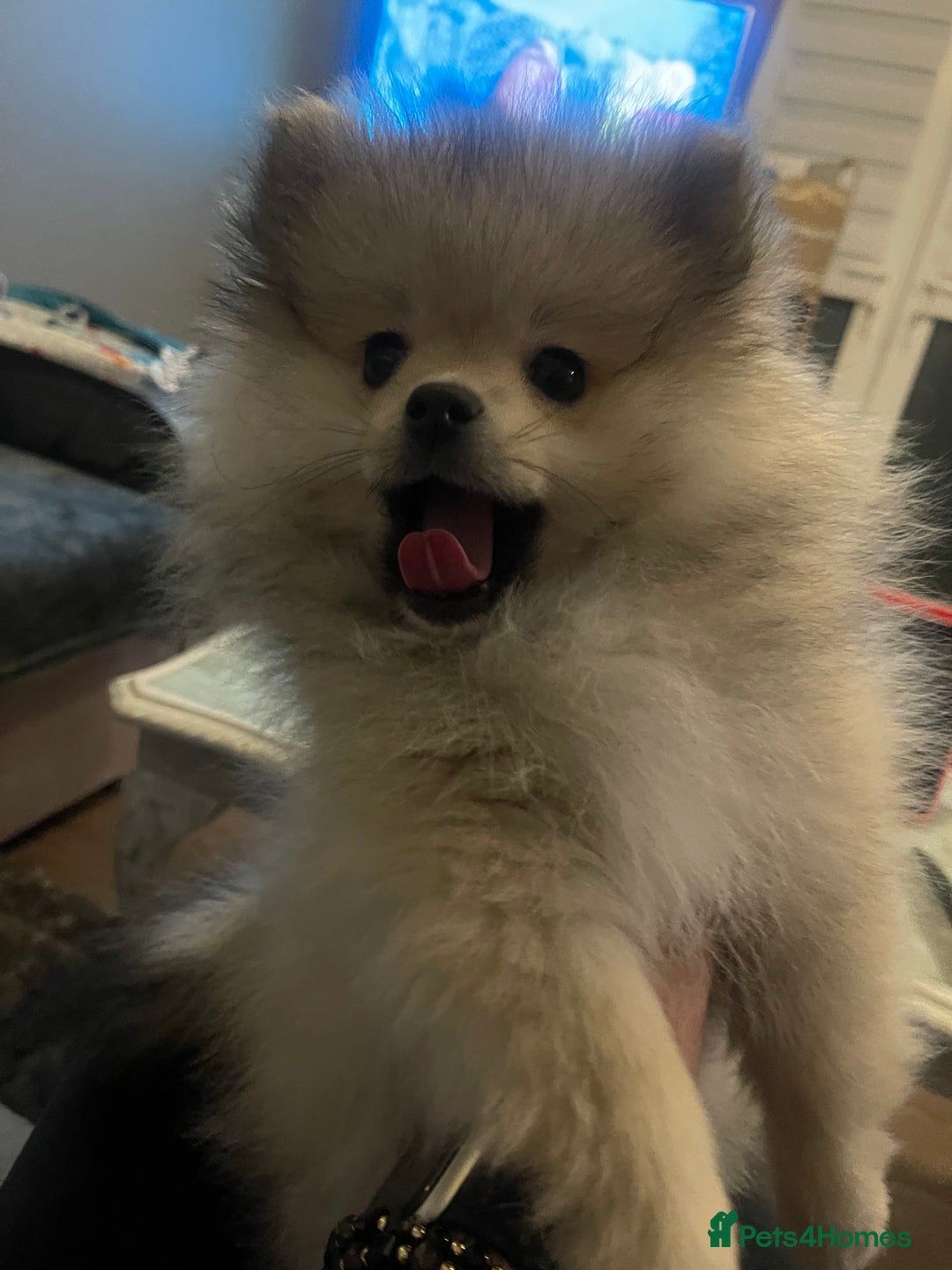 Pomeranian dogs for sale: Pomeranian Puppies – Ready Now - Advert 24