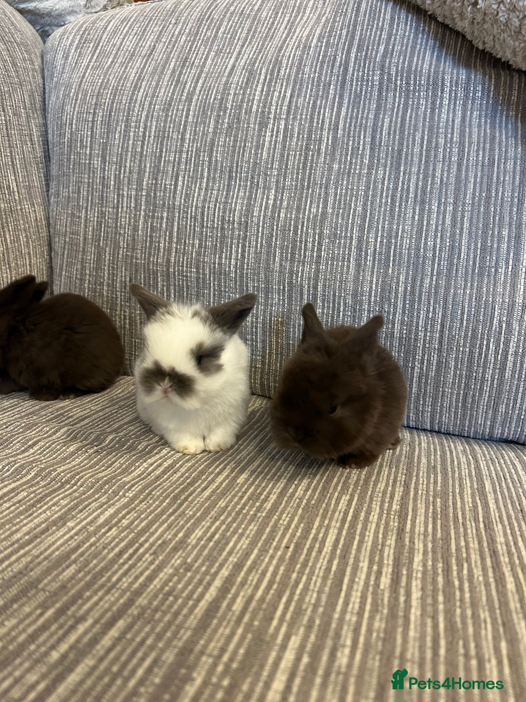 Mini Lop rabbits for sale: Pure Mini Lop babies  - Advert 6