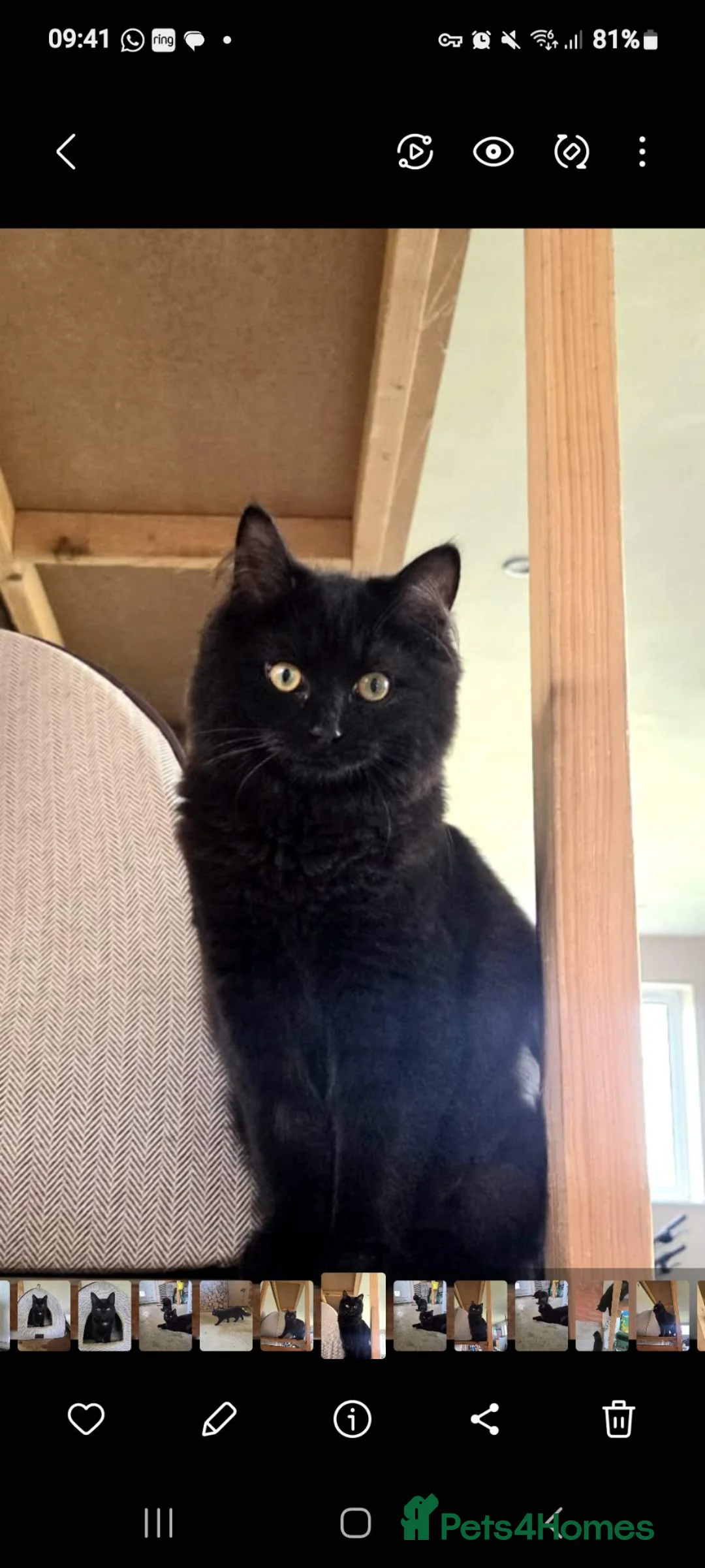 Mixed Breed cats for sale: Bonded Black Kittens – Must Stay Together in Lincoln - Advert 3