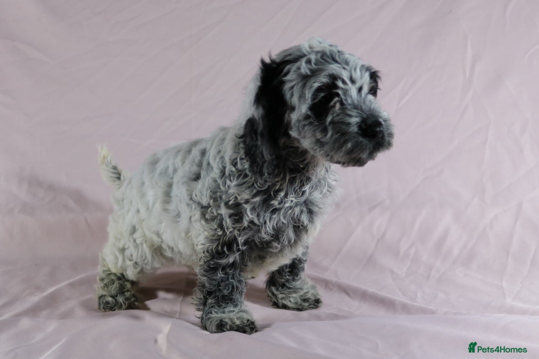 Cockapoo dogs for sale: Ready now beautiful litter F1B cockapoo puppies  in Leicester - Image 15