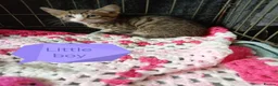 Bengal cats for sale: Bengal Cross kittens  - Advert 20