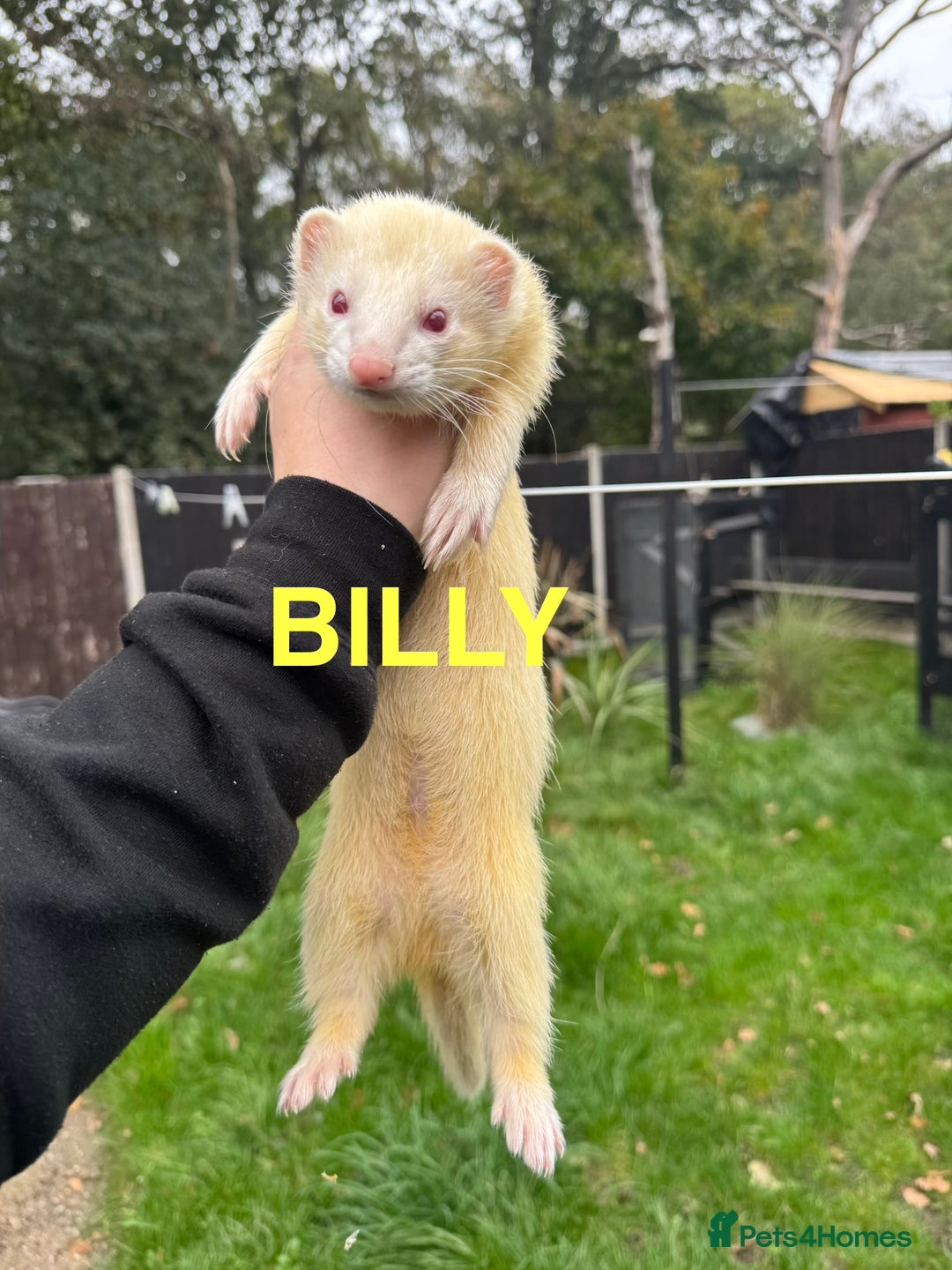 Ferret rodents for sale: FERRETS FOR SALE - Image 3