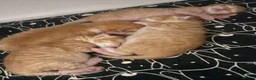 Mixed Breed cats for sale: Beautiful ginger kittens  in Newcastle upon Tyne - Advert 2