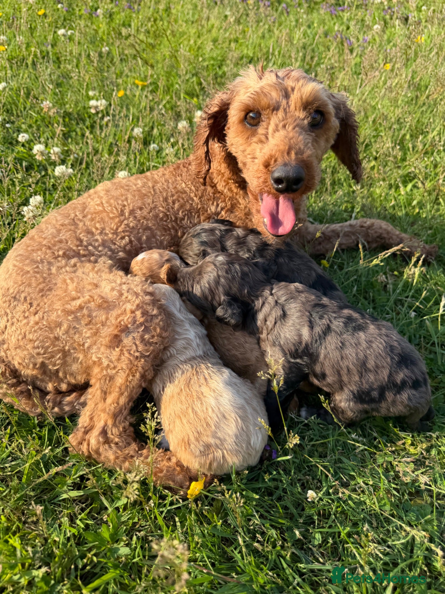 Cockapoo dogs Cockapoo puppies - Advert 1