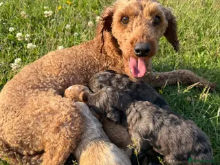 Cockapoo dogs Cockapoo puppies - Advert 16