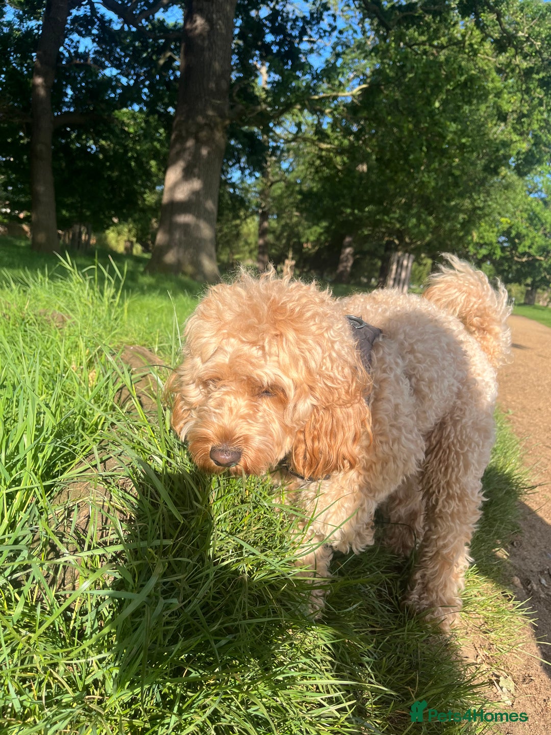 Toy Poodle dogs for stud: Leo health checked ✅  - Advert 3
