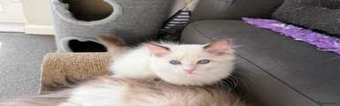 MATSCATS COOKIE MONSTER