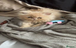 Persian cats for sale: persian kitten - Image 1