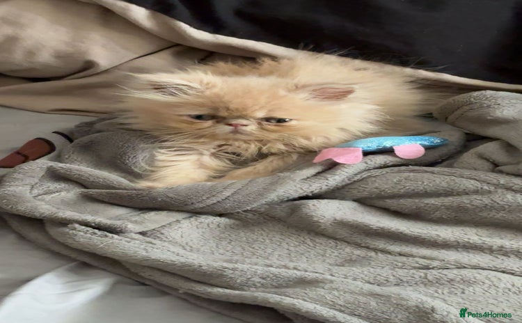 Persian cats - Advert 13