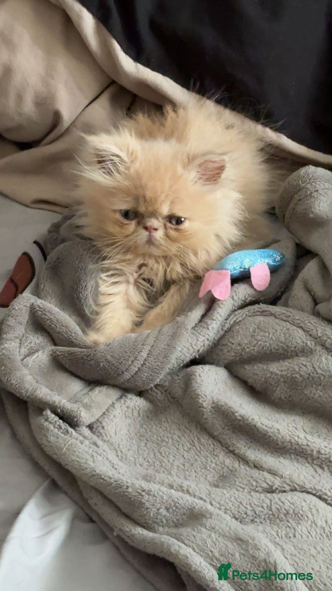 Persian cats for sale: persian kitten - Image 1