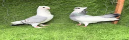 Pigeons birds for sale: Top Quality Strong Breeding Pair – Vaccinated - Advert 1