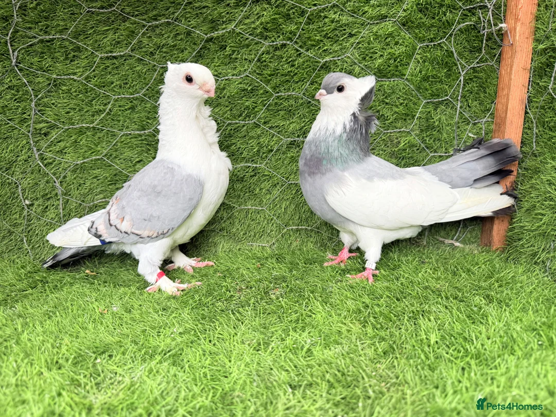 Pigeons birds for sale: Top Quality Strong Breeding Pair – Vaccinated - Advert 1