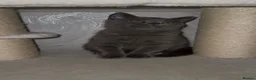 British Shorthair cats for sale: British Shorthair Kitten For Sale Ready Now in Liverpool - Advert 9