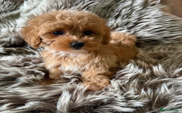 Maltipoo dogs - Advert 4
