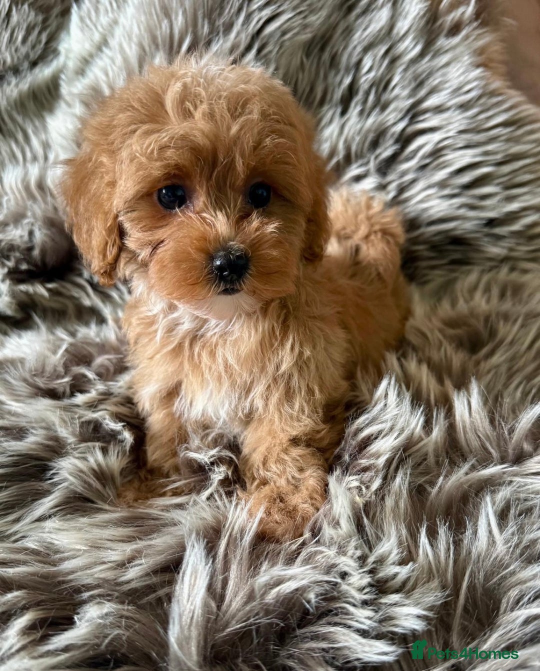 Maltipoo dogs for sale: BEAUTIFUL MALTIPOO PUPPIES READY TO LEAVE!  - Image 1