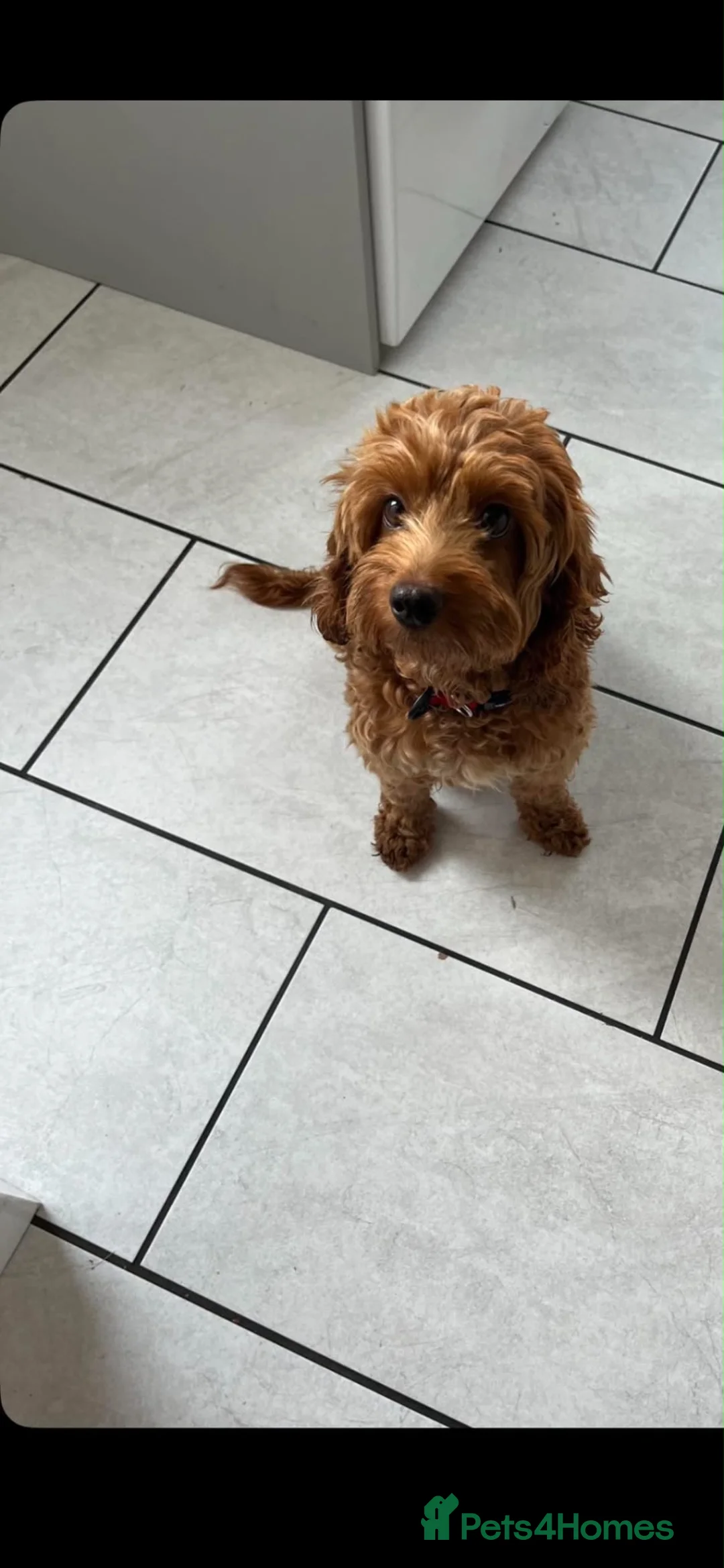 Cockapoo dogs for sale: 7 beautiful cockapoo puppies  - Advert 2