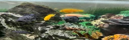 Cichlids fish for sale: Cichlids in Exmouth - Advert 5